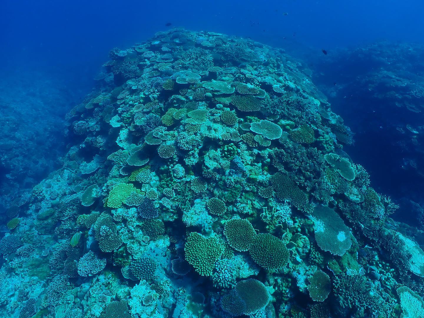 サンゴ礁保全への思い｜NPO法人海の再生ネットワークよろん｜与論島